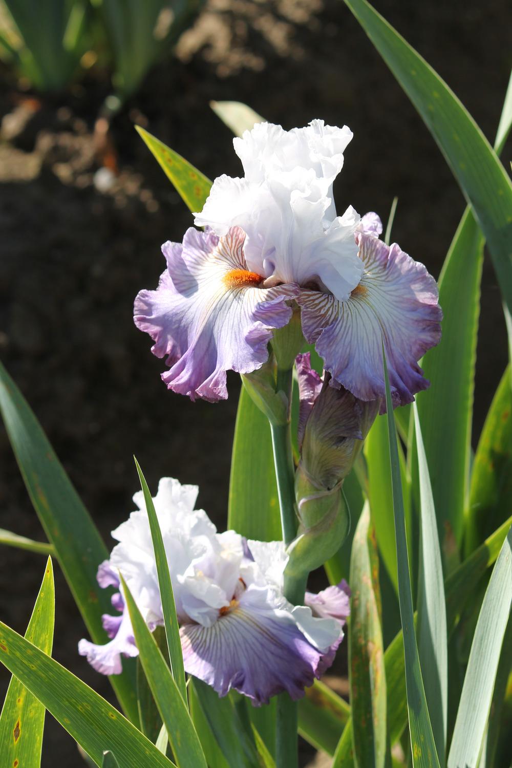 Photo of Tall Bearded Iris (Iris 'Arthouse') uploaded by ARUBA1334