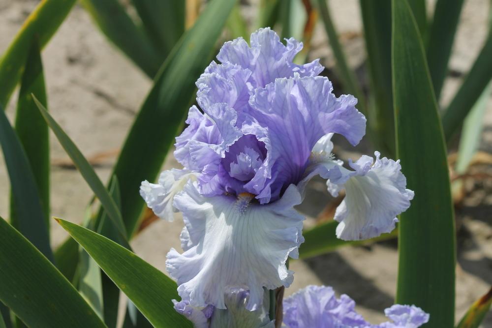 Photo of Tall Bearded Iris (Iris 'Classicana') uploaded by ARUBA1334