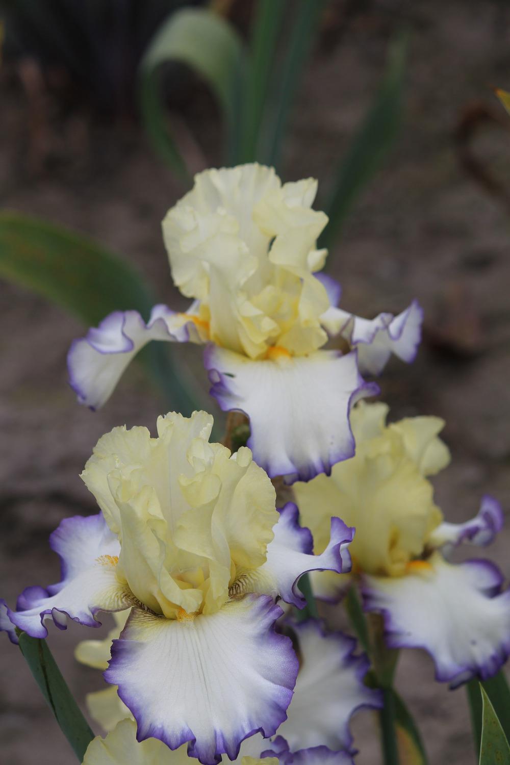 Photo of Tall Bearded Iris (Iris 'Boundless') uploaded by ARUBA1334