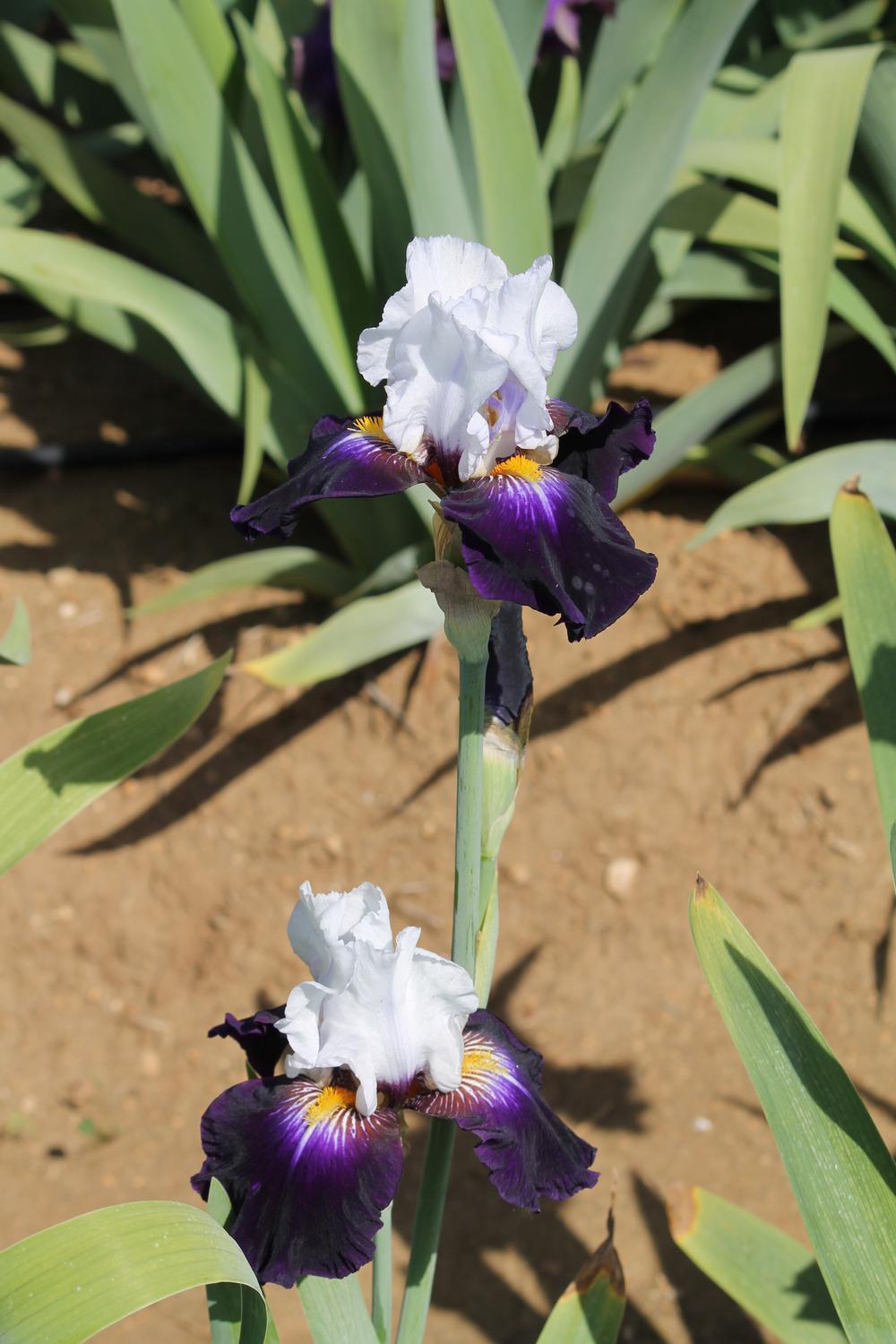 Photo of Tall Bearded Iris (Iris 'Grace upon Grace') uploaded by ARUBA1334