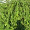 a very attractive evergreen bush with a weeping habit