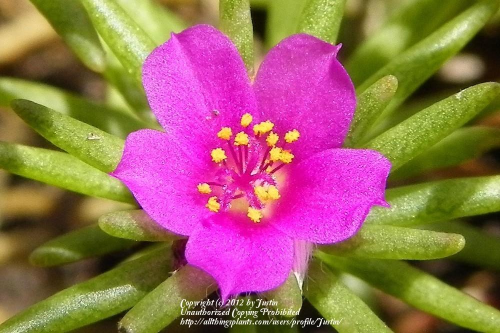 Photo of Kiss Me Quick (Portulaca pilosa) uploaded by Justin