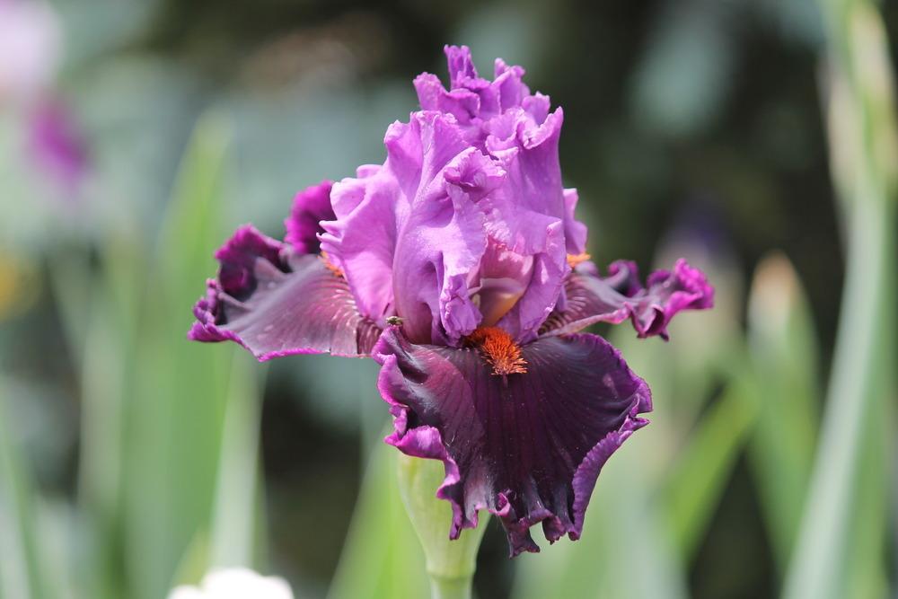 Photo of Tall Bearded Iris (Iris 'Ming Lord') uploaded by ARUBA1334