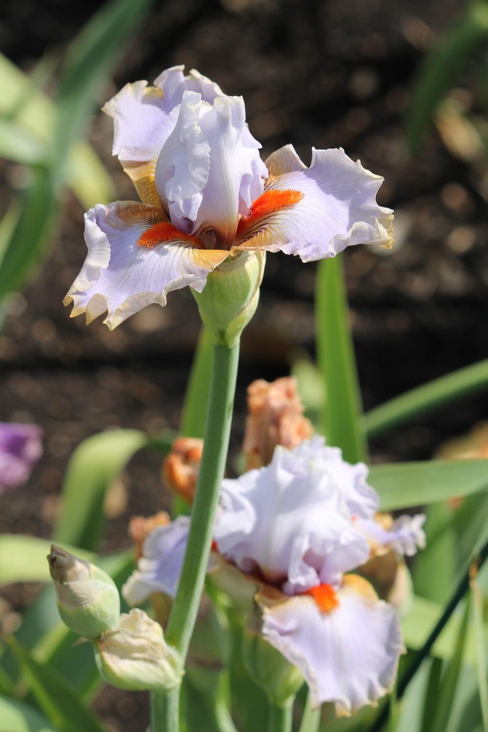 Photo of Tall Bearded Iris (Iris 'Scented Wonder') uploaded by ARUBA1334