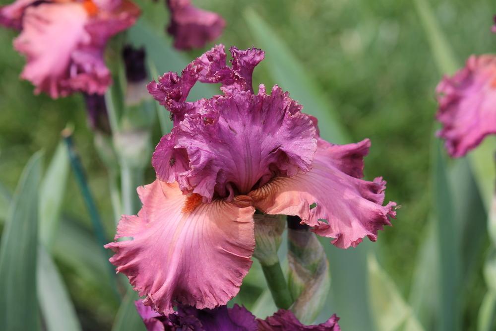Photo of Tall Bearded Iris (Iris 'Fashionably Late') uploaded by ARUBA1334