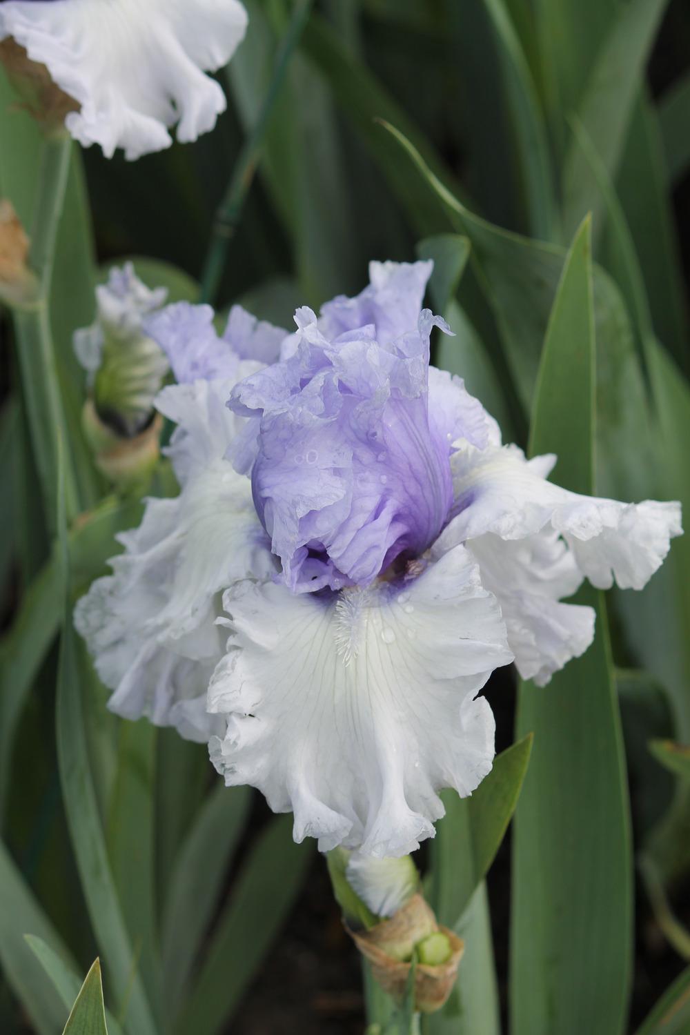 Photo of Tall Bearded Iris (Iris 'Wintry Sky') uploaded by ARUBA1334