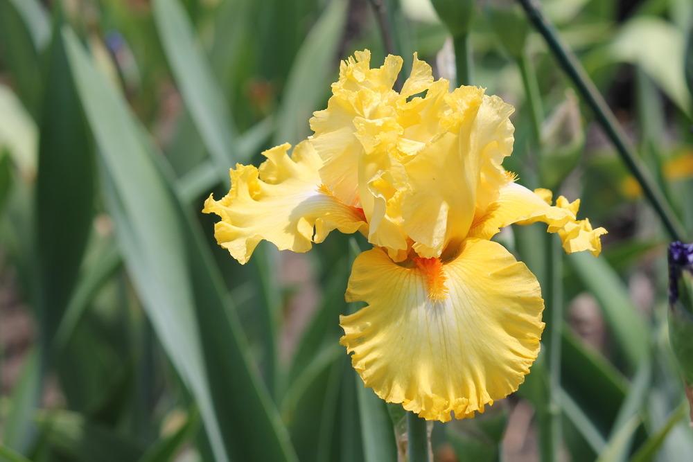 Photo of Tall Bearded Iris (Iris 'Dance Til Dawn') uploaded by ARUBA1334