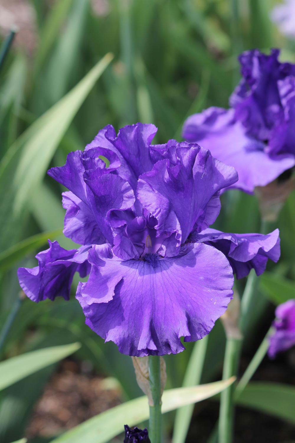 Photo of Tall Bearded Iris (Iris 'Magheralin') uploaded by ARUBA1334
