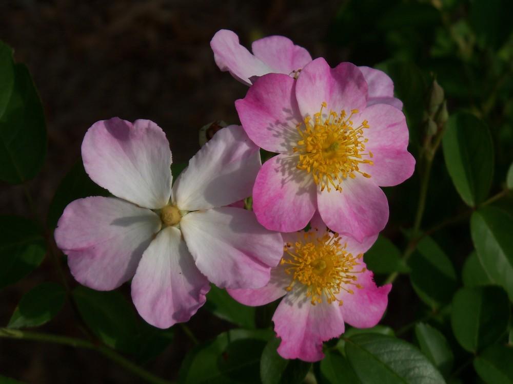 Photo of Rose (Rosa 'Lyda Rose') uploaded by Avedon