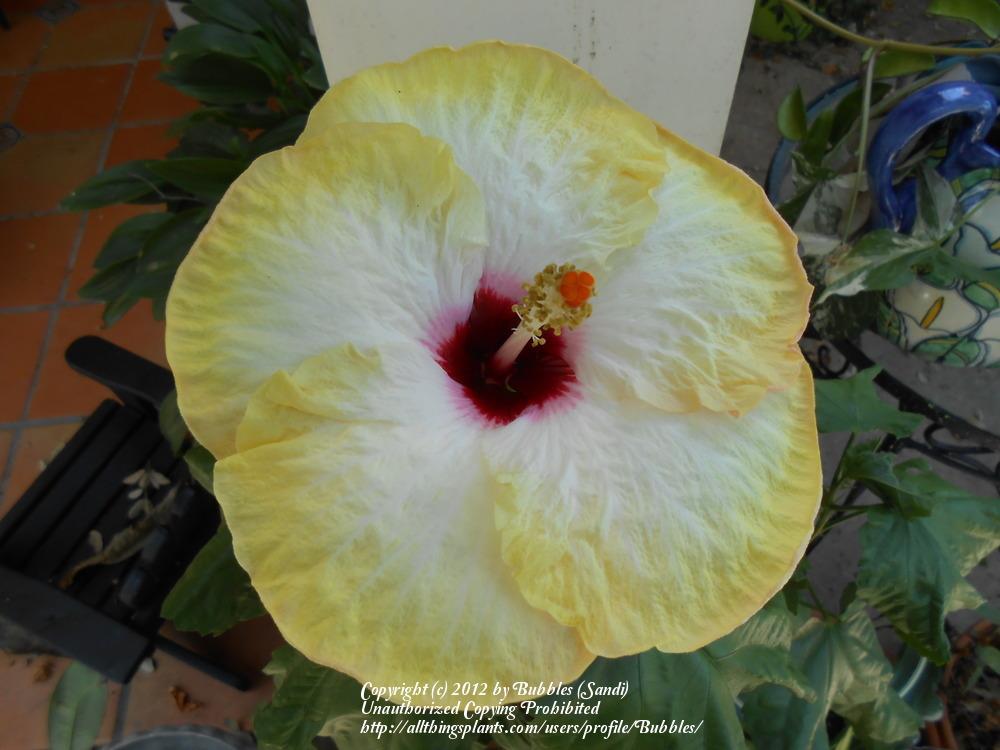 Photo of Tropical Hibiscus (Hibiscus rosa-sinensis 'Stolen Kiss') uploaded by Bubbles