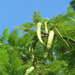 Location: Southwest Florida
Date: September 2012
unripe green seedpods