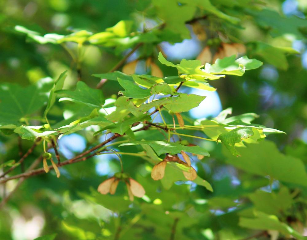 Photo of Canyon Maple (Acer grandidentatum var. sinuosum) uploaded by LindaTX8