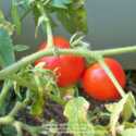 Tomato Transplanting Tip