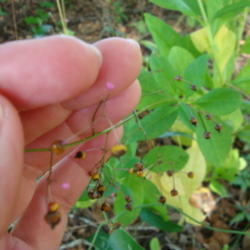 Location: zone 8 Lake City, Fl.
Date: 2012-09-06
unripe seed pods