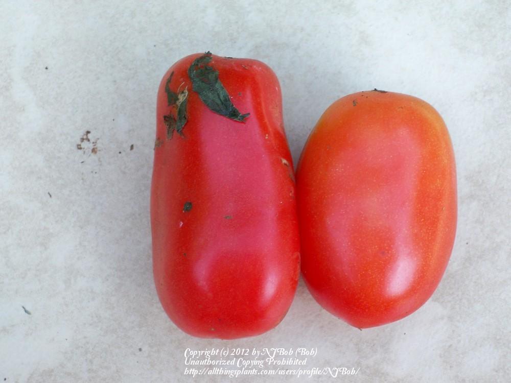 Photo of Tomato (Solanum lycopersicum 'San Marzano') uploaded by NJBob