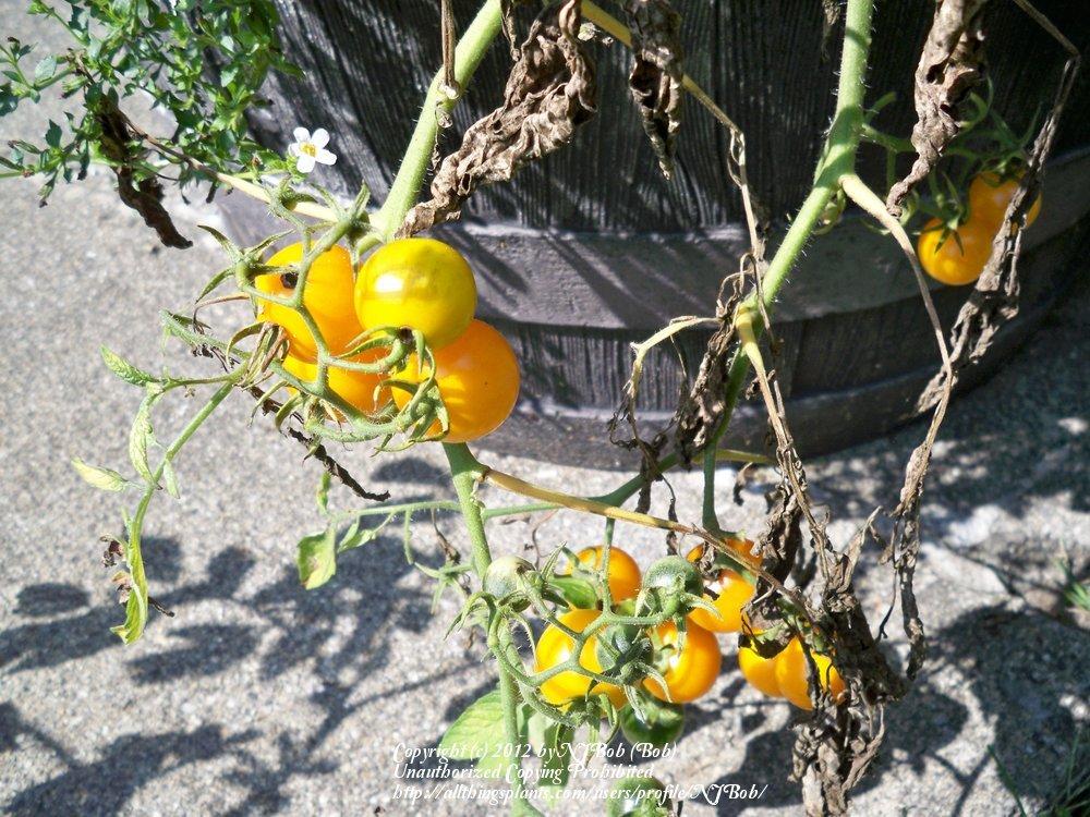 Photo of Tomato (Solanum lycopersicum 'Tumbling Tom') uploaded by NJBob