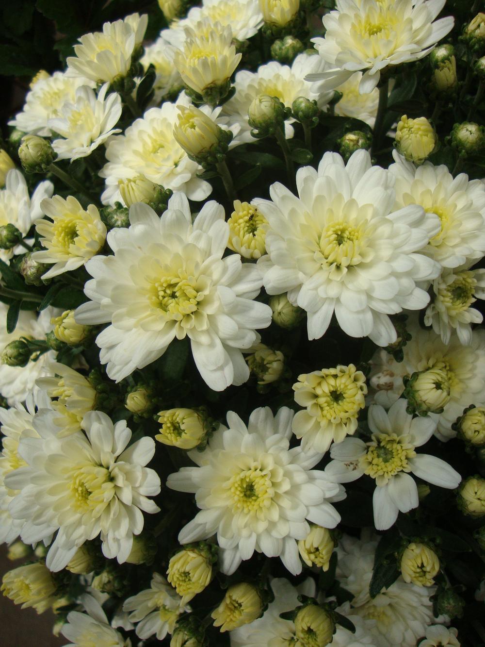 Photo of Chrysanthemum uploaded by Paul2032