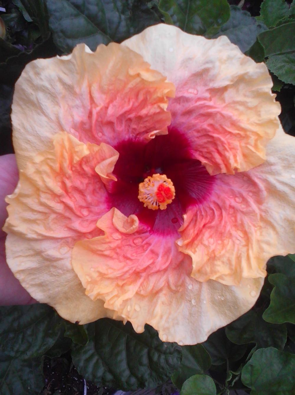 Photo of Tropical Hibiscus (Hibiscus rosa-sinensis 'Cheerful Heart') uploaded by stplong