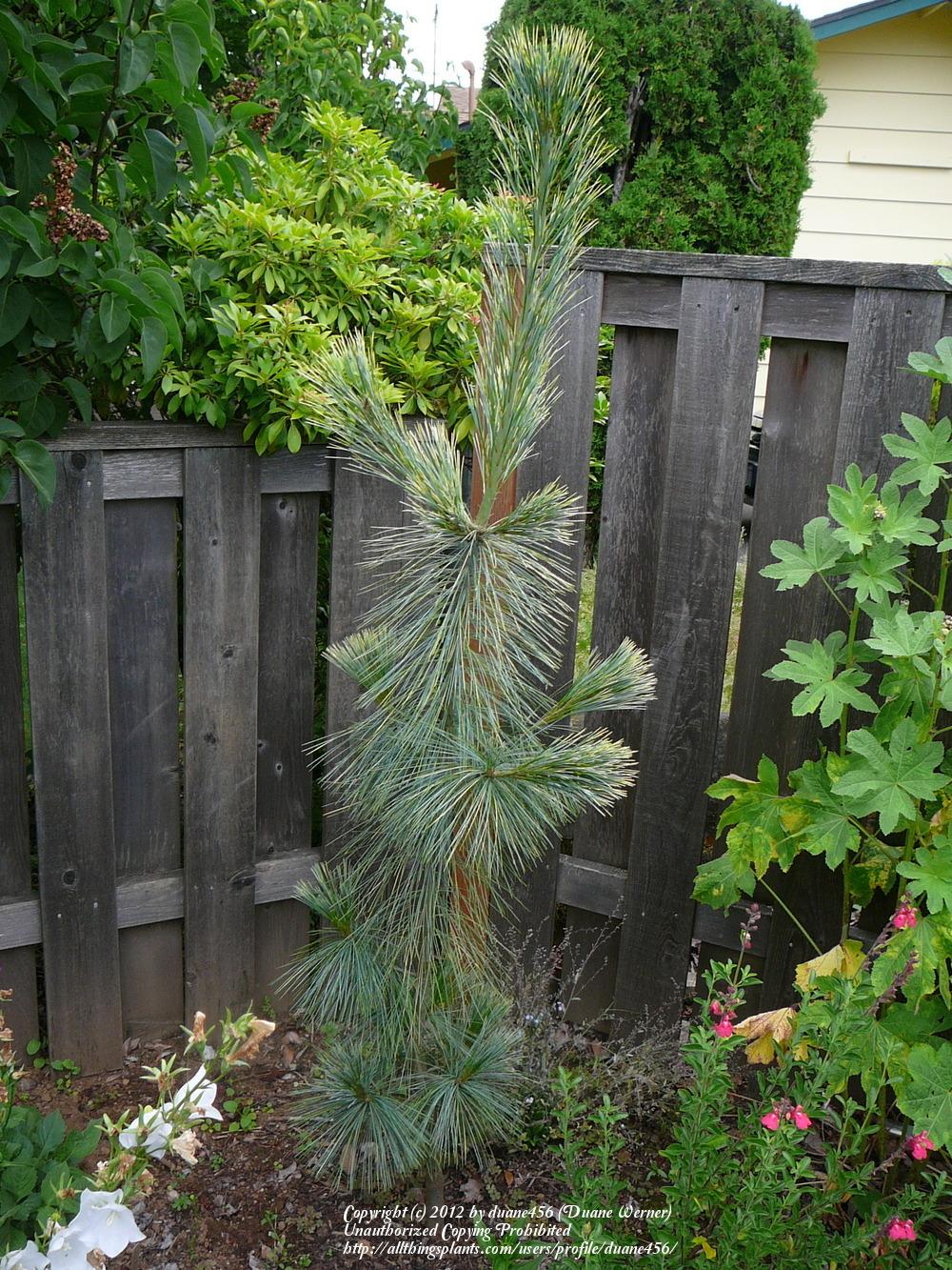 Photo of Himalayan Pine (Pinus wallichiana 'Zebrina') uploaded by duane456