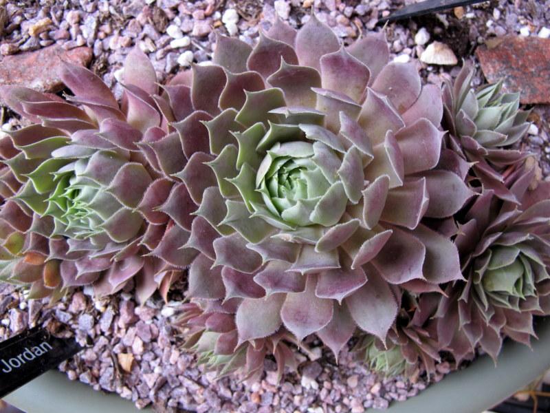 Photo of Hen and Chicks (Sempervivum 'Pacific Jordan') uploaded by goldfinch4