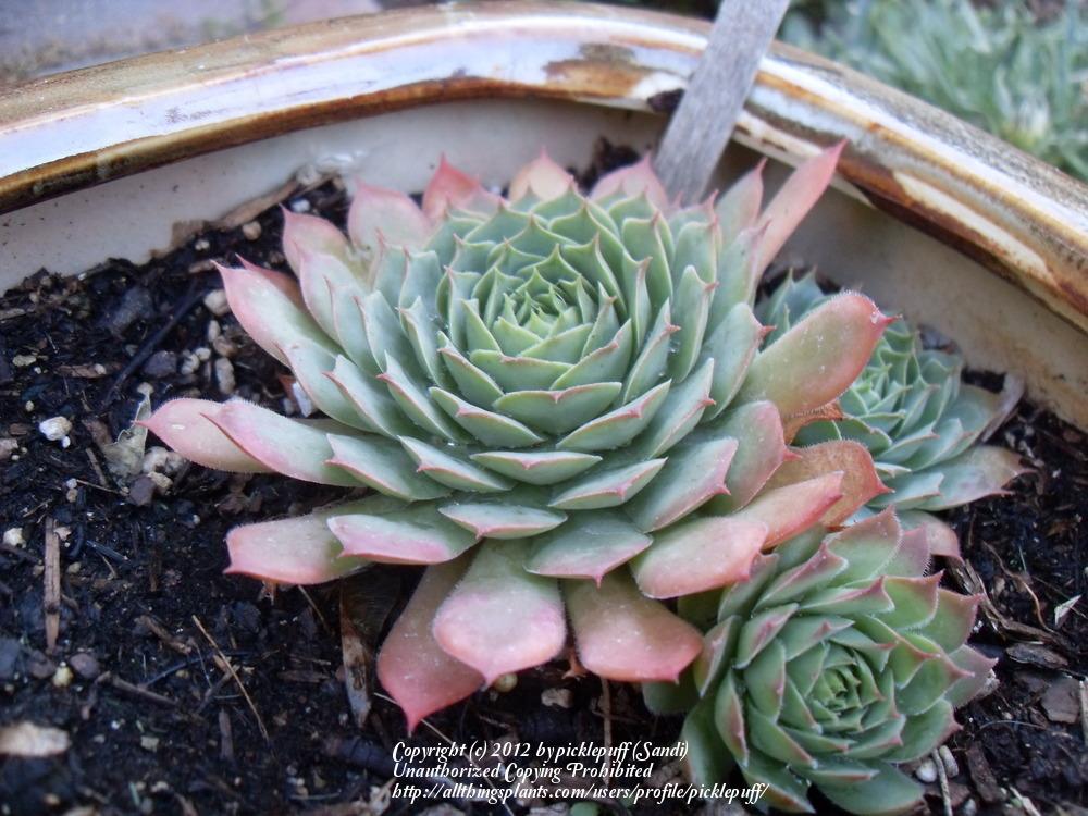 Photo of Hen and Chicks (Sempervivum 'Ruby Heart') uploaded by picklepuff