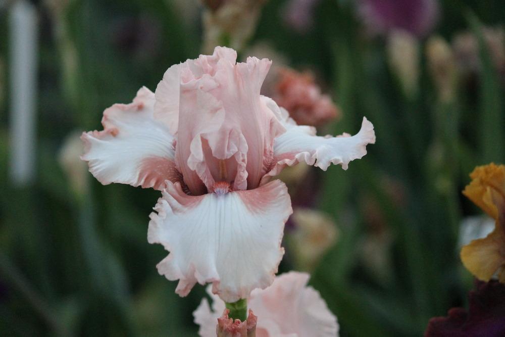 Photo of Tall Bearded Iris (Iris 'Magic Act') uploaded by ARUBA1334
