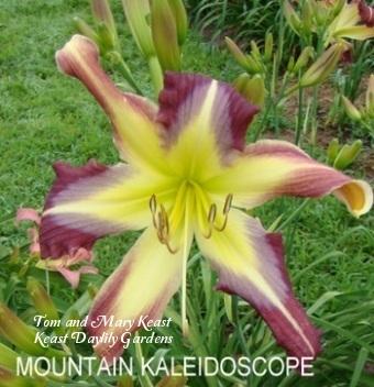 Photo of Daylily (Hemerocallis 'Mountain Kaleidoscope') uploaded by Joy
