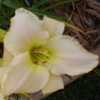 Photo Courtesy of CHARMnRON DAYLILIES. Used with Permission