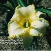 Photo Courtesy of Keast Daylily Gardens. Used with Perm