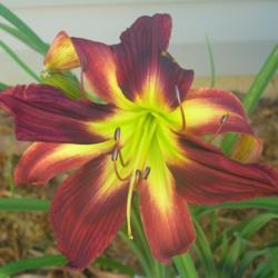 
Photo Courtesy of CHARMnRON DAYLILIES. Used with Permission