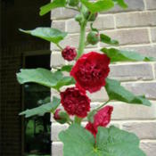 Rosy Red Double Hollyhock