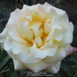 Location: In my Northern California garden
Date: 2012-09-10