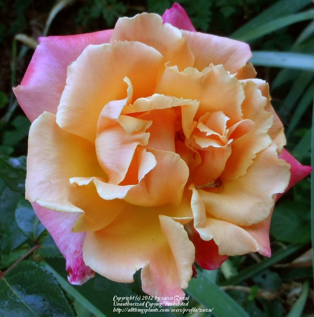 Photo of Rose (Rosa 'Hot Romance') uploaded by zuzu