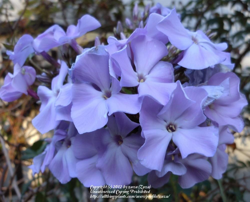 Photo of Garden Phlox (Phlox paniculata 'Blue Paradise') uploaded by zuzu