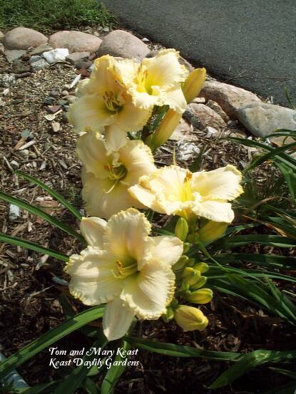 Photo of Daylily (Hemerocallis 'Great White') uploaded by Joy