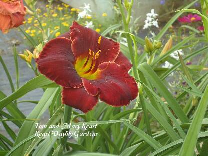 Photo of Daylily (Hemerocallis 'British Redcoat') uploaded by Joy