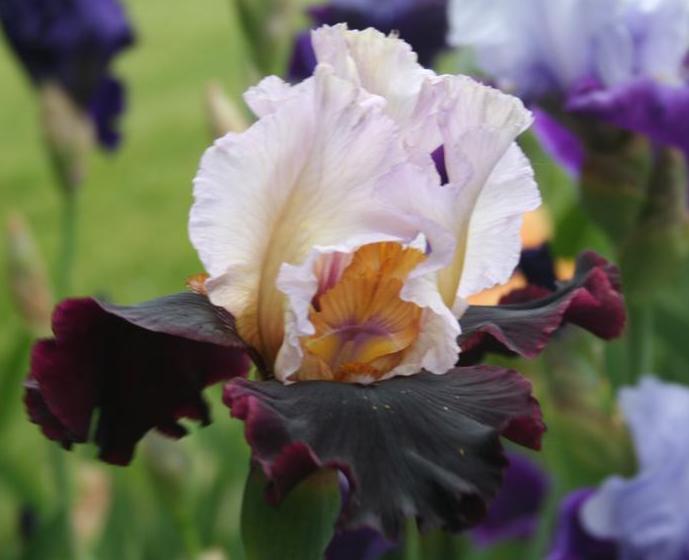 Photo of Tall Bearded Iris (Iris 'Dream Lord') uploaded by KentPfeiffer