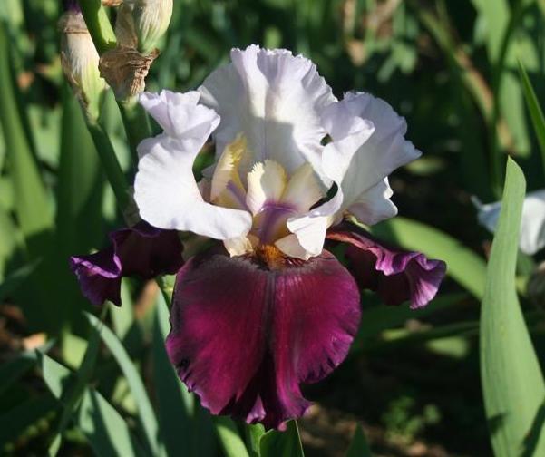 Photo of Tall Bearded Iris (Iris 'Brazilian Holiday') uploaded by KentPfeiffer
