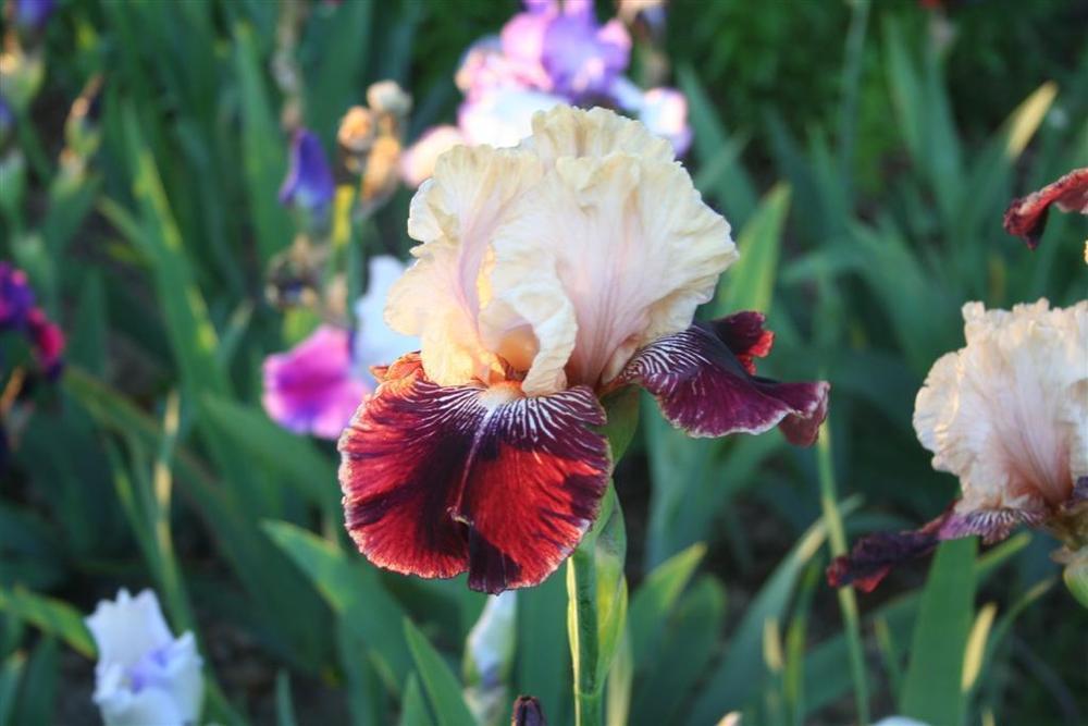 Photo of Tall Bearded Iris (Iris 'Amethyst Dancer') uploaded by KentPfeiffer