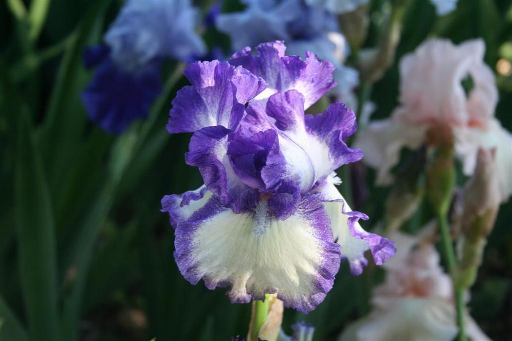 Photo of Tall Bearded Iris (Iris 'American Classic') uploaded by KentPfeiffer