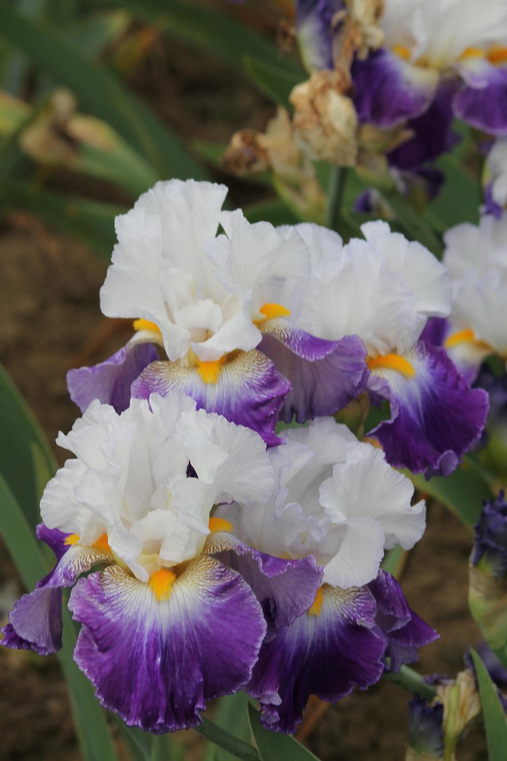 Photo of Tall Bearded Iris (Iris 'Like Wow') uploaded by ARUBA1334