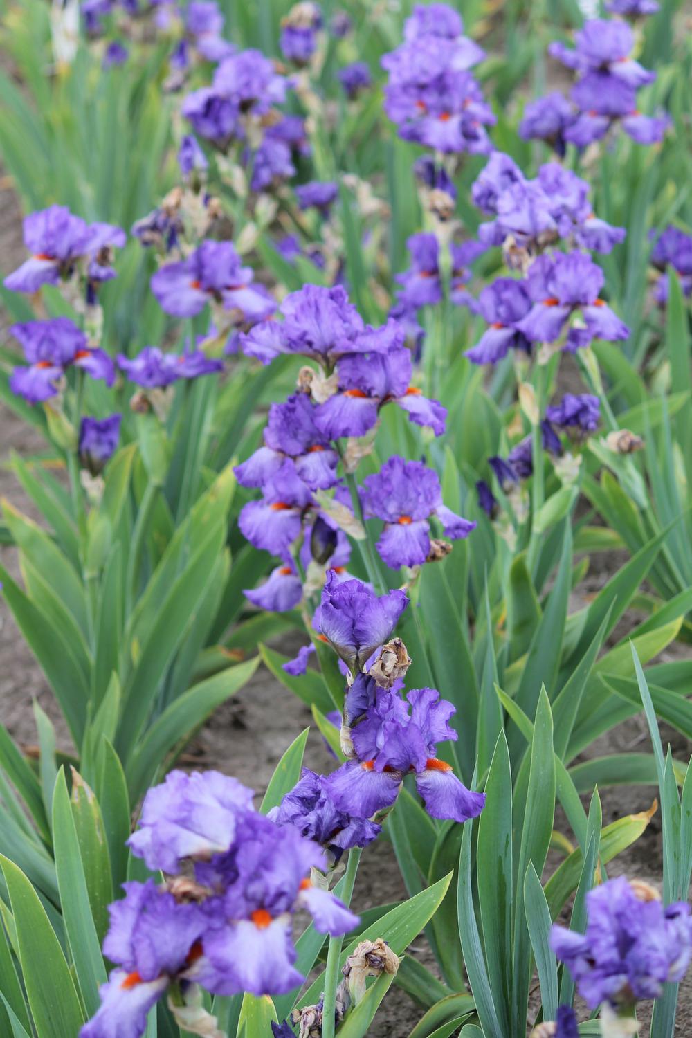 Photo of Tall Bearded Iris (Iris 'Glad') uploaded by ARUBA1334