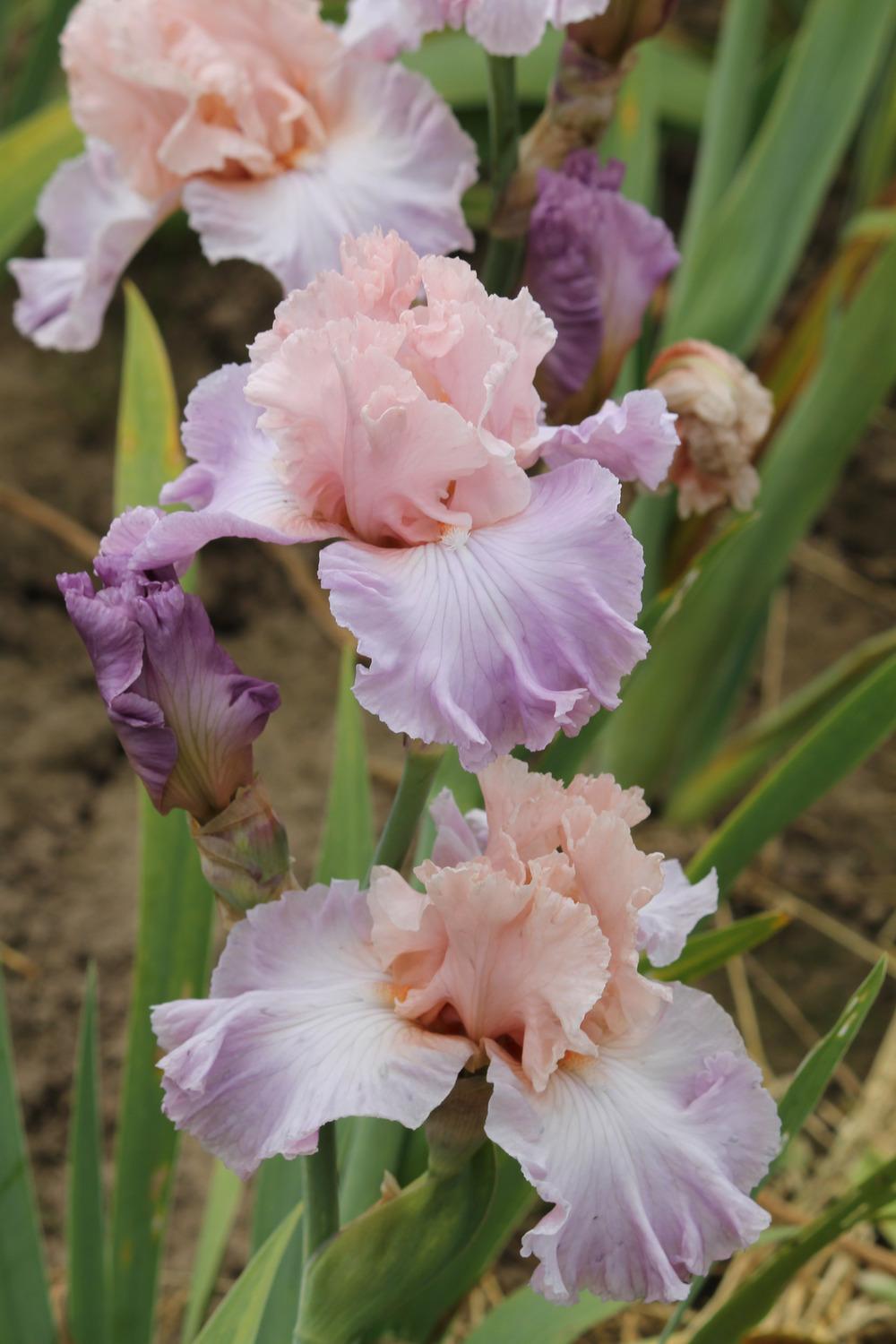 Photo of Tall Bearded Iris (Iris 'Venita Faye') uploaded by ARUBA1334