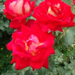 Location: In my garden....Pleasant Grove, Utah
Date: 2012-09-10