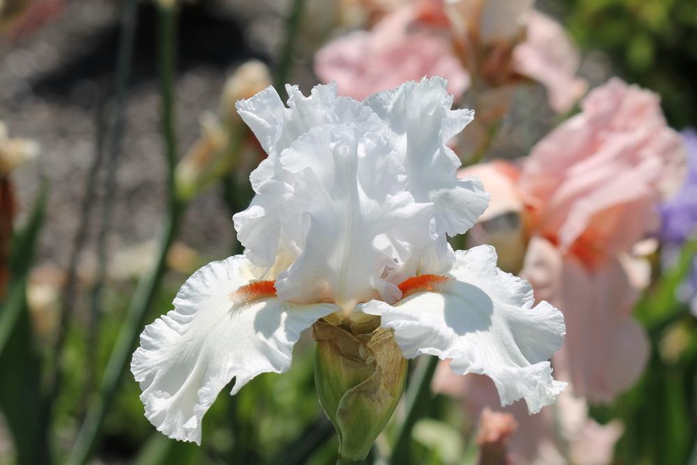Photo of Tall Bearded Iris (Iris 'Nordica') uploaded by ARUBA1334