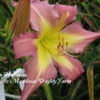 Photo Courtesy of Mystic Meadows Daylily Farm. Used with Permissi