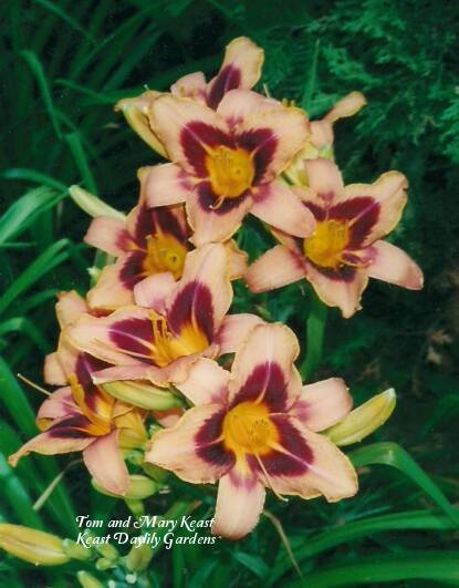 Photo of Daylily (Hemerocallis 'Zagora') uploaded by Joy
