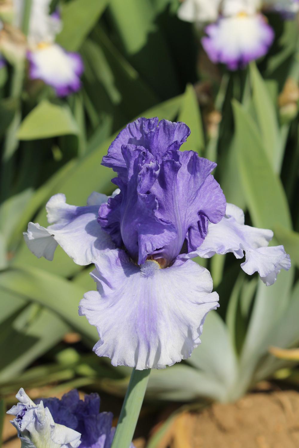 Photo of Tall Bearded Iris (Iris 'Chance of Showers') uploaded by ARUBA1334
