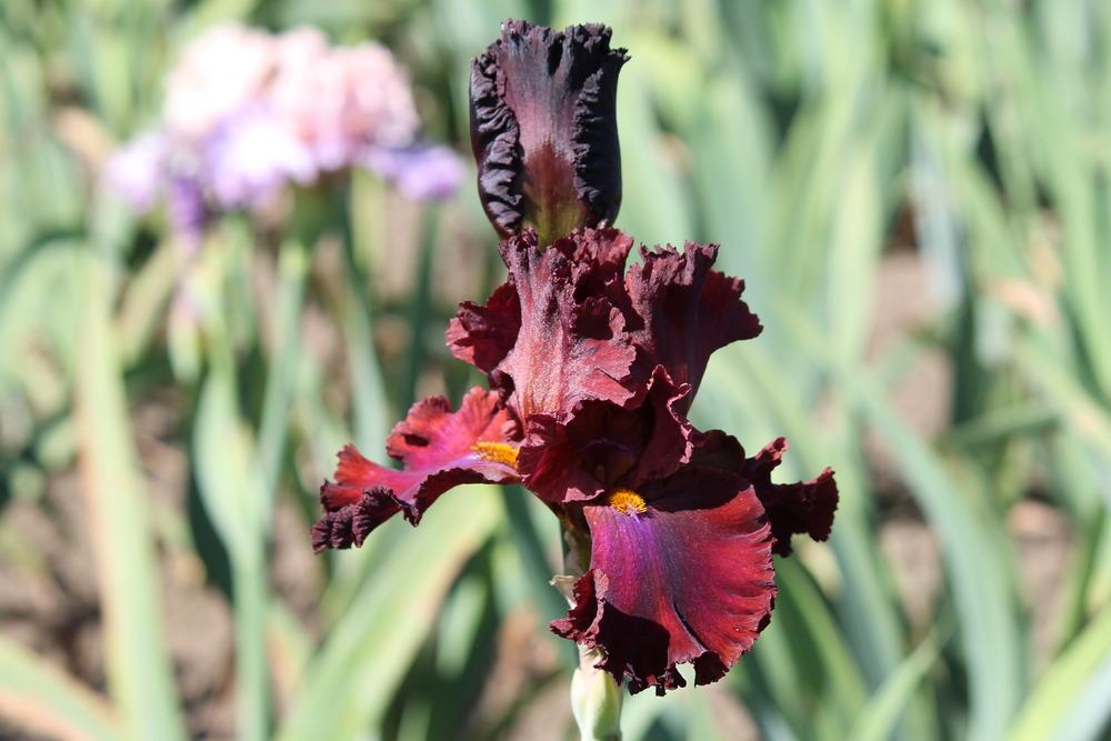 Photo of Tall Bearded Iris (Iris 'House Afire') uploaded by ARUBA1334