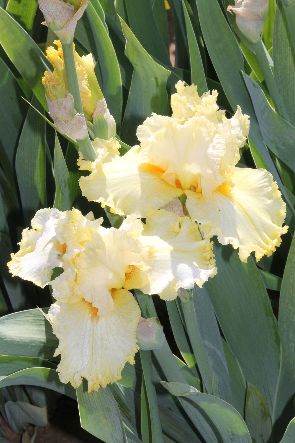 Photo of Tall Bearded Iris (Iris 'Lacy Lemon') uploaded by ARUBA1334